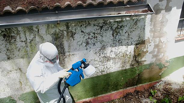 Trusted Black Mold Removal service in Carrollton, GA - Cheap Mold Removal